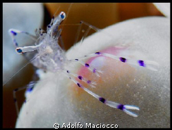 Cleaner shrimp on bubble anemone by Adolfo Maciocco 